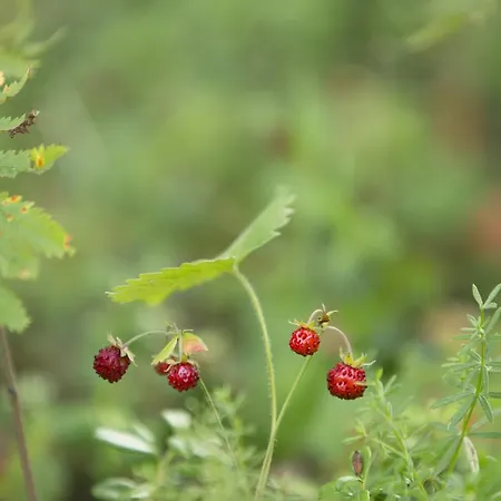 Dirhami Guesthouse Guest house 3*