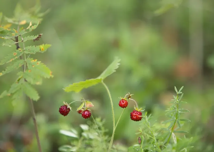 Dirhami Guesthouse Affittacamere 3*